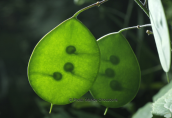 Καρποι του φυτου (Lunaria annua) στο φαραγγι του Βουραικου