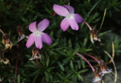 Viola delphinantha στον Ολυμπο