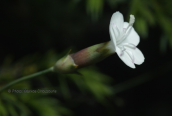 Διανθος (Dianthus minutiflorus) στον Ολυμπο