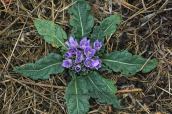 Μανδραγορας (Mandragora officinarum) στη Μεσσηνια στη Πελοποννησο