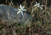 Ναρκισσοι (Narcissus serotinus) στο Σουνιο