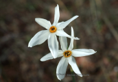 Ναρκισσοι (Narcissus serotinus) στο Σουνιο