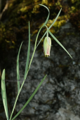 Φριτιλλαρια (Fritillaria messanensis) στον Ολυμπο