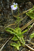 Pinguicula crystallina subsp.hirtiflora εντομοφαγο φυτο στον Ολυμπο