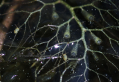 Τα φυλλα του Utricularia australis  με τις κυψελες παγιδευσης μικροοργανισμων στη λιμνη Κερκινη