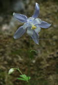 Aquilegia ottonis subsp. amaliae στον Ολυμπο