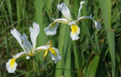 Iris orientalis στο δελτα του Εβρου