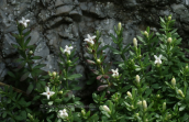 Asperula baenitzii στην Παρνηθα