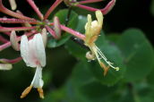 Αγιοκλημα (Lonicera etrusca) στη Παρνηθα