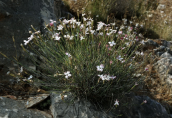 Dianthus serratifolius subsp. serratifolius στη Παρνηθα