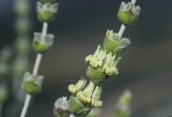 Τσαι του βουνου (Sideritis raeseri subsp. attica) στη Παρνηθα