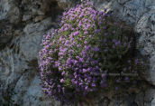 Θυμαρι (Thymus capitatus) στη Παρνηθα