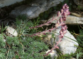Saxifraga sempervivum στον Ολυμπο