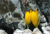 Κιτρινα κρινακια, (Sternbergia lutea) στη Παρνηθα
