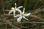 2015-10-16 Ναρκισσοι (Narcissus serotinus) στο Σχινια