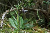 Μαυρη φριτιλλάρια (Fritillaria obliqua) στο Σχινια