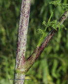 Κωνειο (Conium maculatum)
