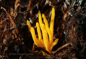 Μανιταρι (Calocera viscosa) στη Παρνηθα