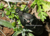 Σκαθαρι (Meloe proscarabaeus) στο Σουνιο