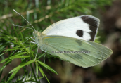 Πεταλουδα (Pieris brassicae) στη Παρνηθα