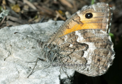Πεταλουδα (Hipparchia semele) στη Παρνηθα