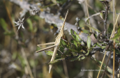 Ακριδα (Acrida ungarica) στη Παρνηθα