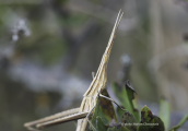 Ακριδα (Acrida ungarica) στη Παρνηθα