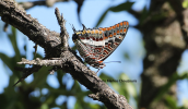 Πεταλουδα (Charaxes jasius) στη Παρνηθα