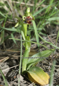 Ορχιδεα (Ophrys umbilicata subsp. attica)