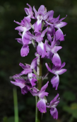 Orchis mascula στη Παρνηθα
