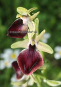 Ορχιδεα (Ophrys helenae) στην Αιτωλοακαρνανια