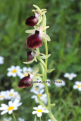 Ορχιδεα (Ophrys helenae) στην Αιτωλοακαρνανια