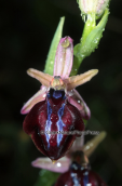 Ορχιδεα (Ophrys spruneri) στους Δελφους