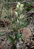Ορχιδεα (Cephalanthera damasonium) στη Παρνηθα