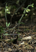 Ορχιδεα (Epipactis microphylla) στη Παρνηθα