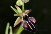 Ορχιδεα (Ophrys mammosa subsp. leucophthalma) στο Μαιναλο