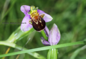 Ophrys apifera στη βορεια Ευβοια