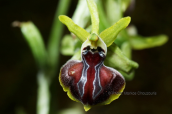 Ophrys epirotica στο φαραγγι του Βικου