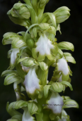 Ορχιδεα (Himantoglossum robertianum) στο Σχινια