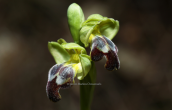 Ophrys fusca στη Παρνηθα