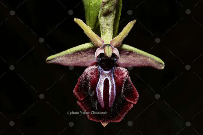 Αυτοφυης ορχιδεα (Ophrys mammosa) στο παρκο Τριτση στην Αθηνα