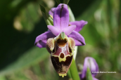 Ophrys heldreichii στο νομο Ρεθυμνου