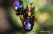 Ophrys speculum στη Βοιωτια