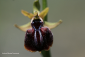 Ophrys mammosa στη Βοιωτια