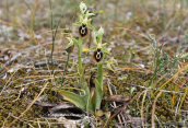 Ophrys aesculapii στο παρκο Τριτση