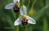 Ophrys apifera στην Ηπειρο