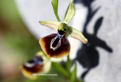 Ophrys aesculapii στη βορεια Αττικη