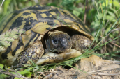 Μεσογειακη χελωνα (Testudo hermanni)