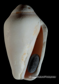 Κοχυλια Conomurex persicus, Shells Conomurex persicus, Κοχυλια Shells Conomurex persicus