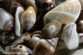 Μικρα κοχυλια, Small shells, Κοχυλια Shells